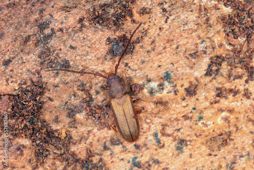 Closeup on silvanid flat bark beetle, Uleiota planata, hiding under a fallen log in the forest. photo