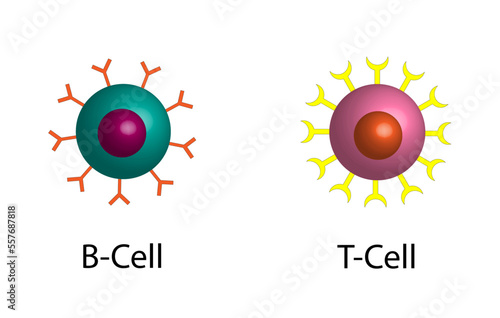 Cells of adaptive immune system. T- lymphocyte and B-lymphocyte. T cell and B cell.  Vector illustration.
