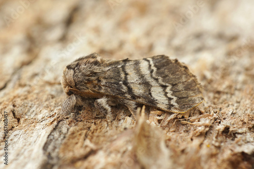 Closeup on white striped Drymonia ruficornis  the lunar marbled brown moth  sitting on wood