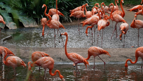 greater flamingo Phoenicopteridae Phoenicopterus chilensis                             