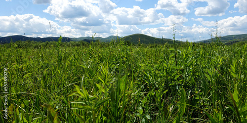 Nature of East Kazakhstan, summer day, mountains, fields, grass