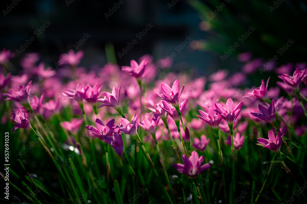 Pink flower field in spring