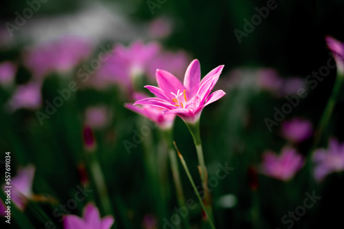 Pink flowers in spring