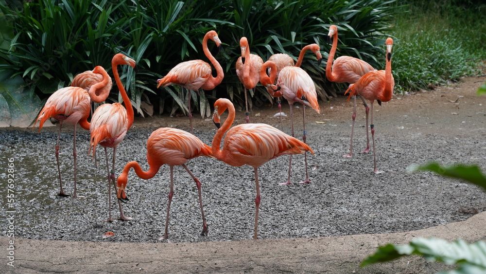 greater flamingo|Phoenicopteridae|Phoenicopterus chilensis|智利火烈鳥|智利紅鸛 greater flamingo|Phoenicopteridae|Phoenicopterus chilensis|智利火烈鳥|智利紅鸛