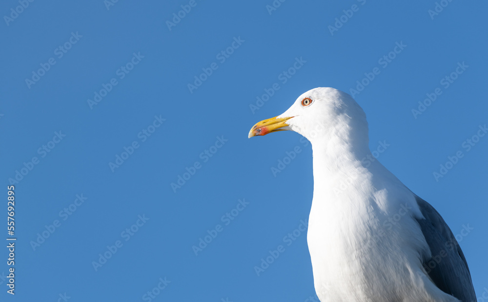 Gaivota Gaivota