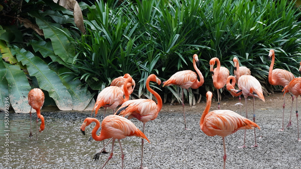 Obraz premium greater flamingo|Phoenicopteridae|Phoenicopterus chilensis|智利火烈鳥|智利紅鸛