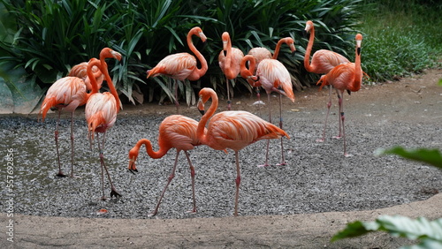 greater flamingo Phoenicopteridae Phoenicopterus chilensis                             