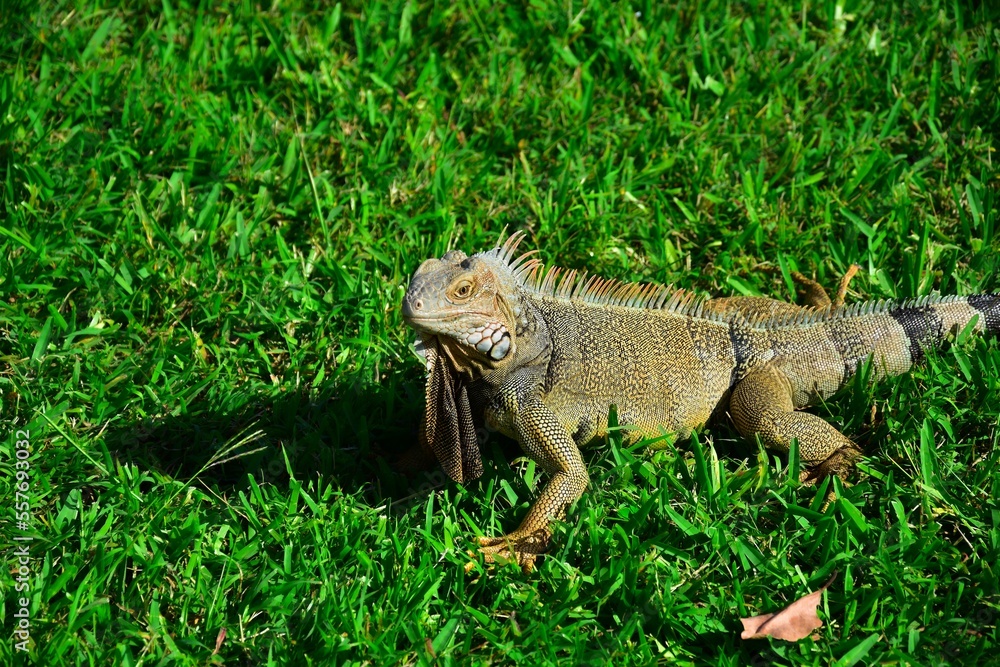 brown iguana on dark green gras on Aruba brown iguana on dark green gras on Aruba