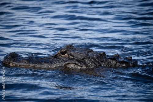 alligator in lake everglades