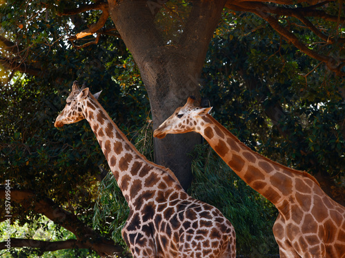 Obraz na płótnie Closeup of two Giraffes seen in a zoo during the day.