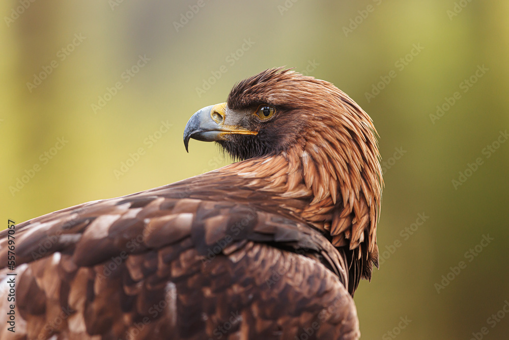 female White-tailed eagle (Haliaeetus albicilla) portrait with head turned backwards female White-tailed eagle (Haliaeetus albicilla) portrait with head turned backwards