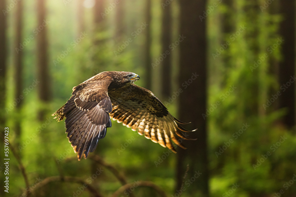 Fototapeta premium common buzzard (Buteo buteo) flying in the opposite light