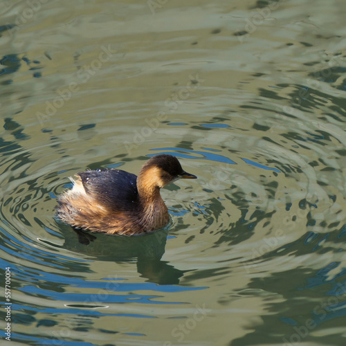 Wallpaper Mural great crested grebe Torontodigital.ca