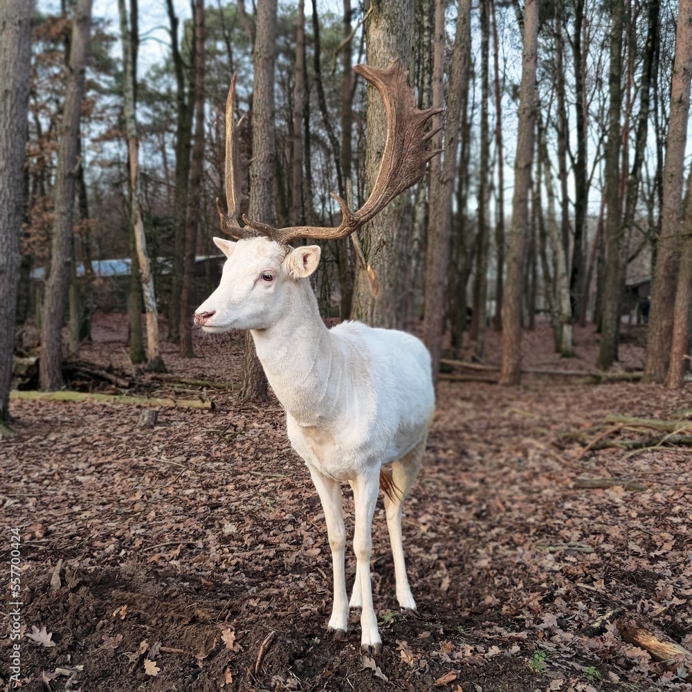 Fototapeta premium White deer in the woods