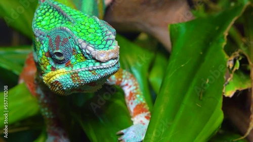 The graceful chameleon (Chamaeleo gracilis), multi-colored chameleon in the stage of excitement in the terrarium