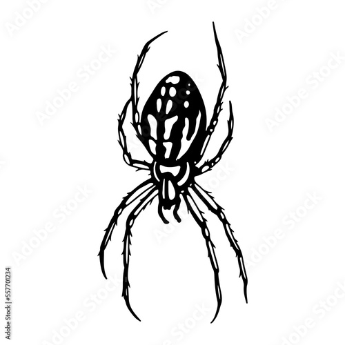 vector illustration of black spider