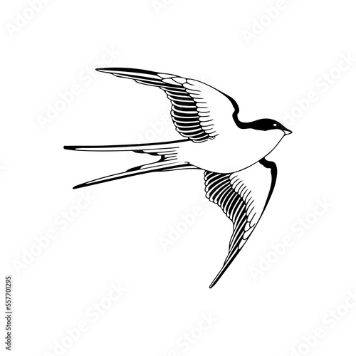 vector illustration of swallow bird concept photo