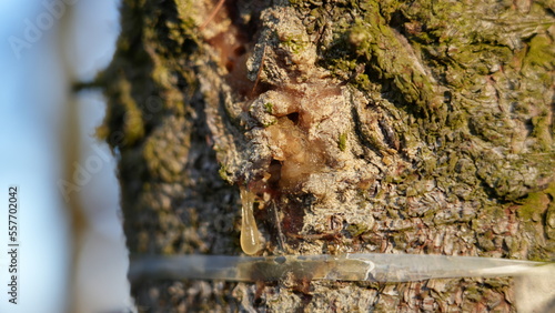 Fototapeta Naklejka Na Ścianę i Meble -  Żywica
