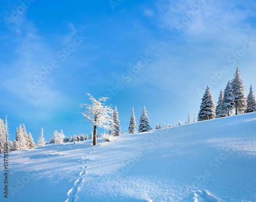Winter rime and snow covered fir trees on mountainside on blue sky background