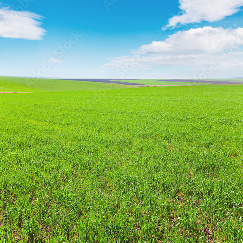 Fototapeta Naklejka Na Ścianę i Meble -  Beautiful sunny spring field (country landscape).