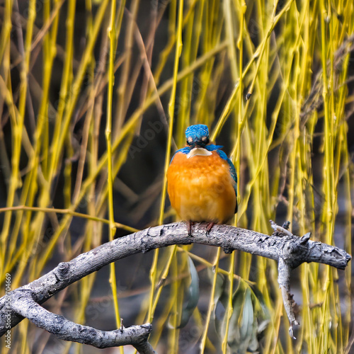 Wallpaper Mural kingfisher on the branch
 Torontodigital.ca