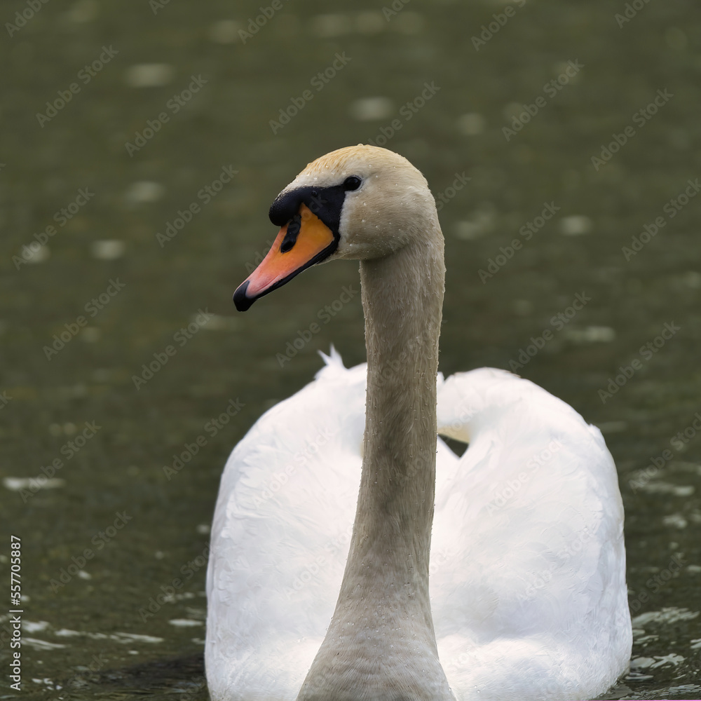 Obraz premium swan on the lake