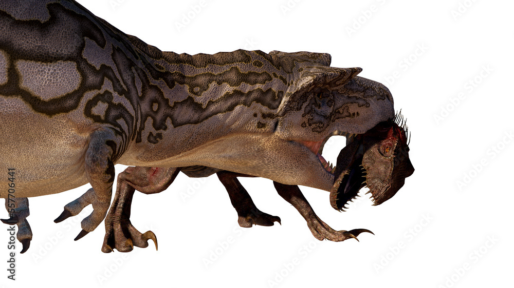 Dinosaur albertosaurus vs Indoraptor roaring, fighting isolated on ...