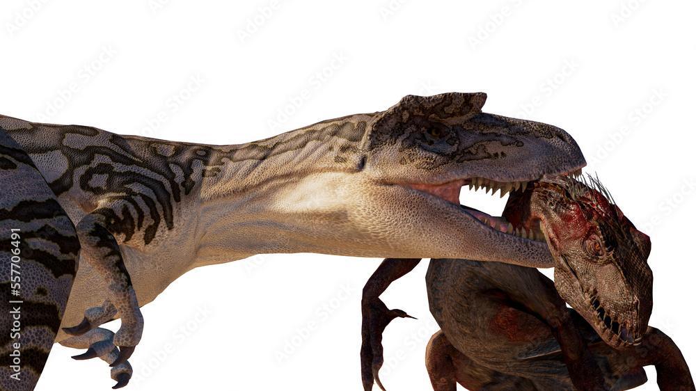 Dinosaur albertosaurus vs Indoraptor roaring, fighting isolated on ...