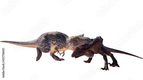 Dinosaur albertosaurus vs Indoraptor roaring, fighting isolated on blank background PNG ultra high resolution