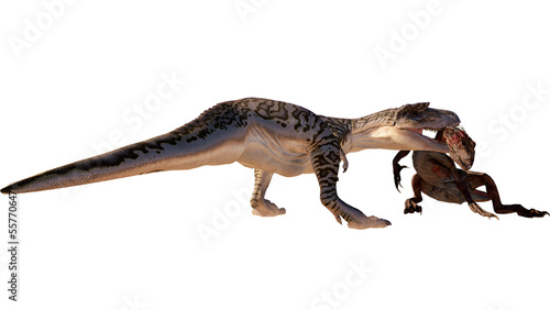 Dinosaur albertosaurus vs Indoraptor roaring  fighting isolated on blank background PNG ultra high resolution