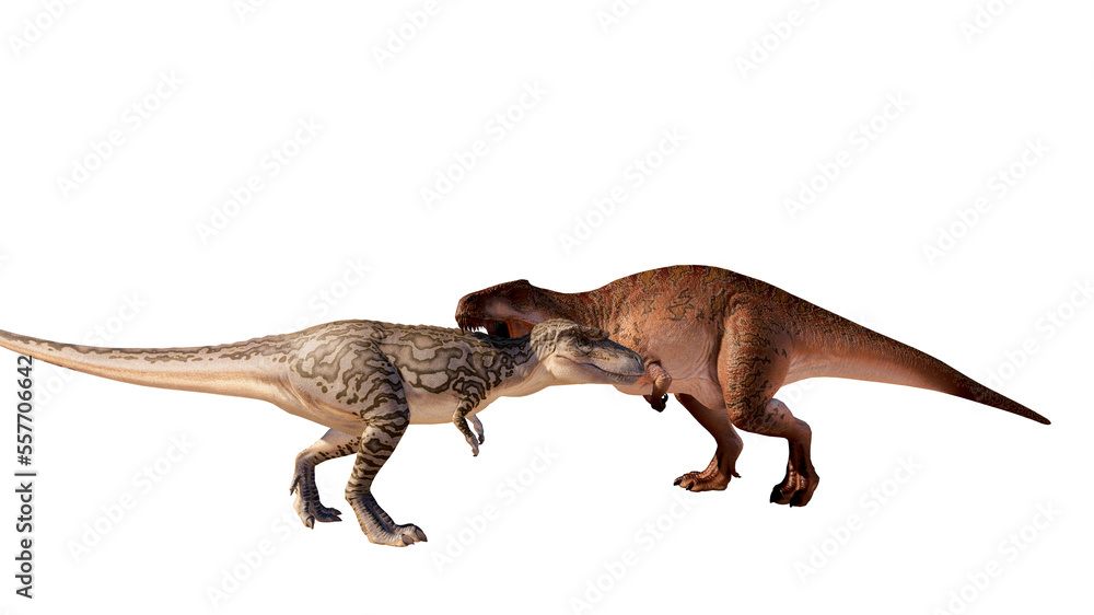dinosaur albertosaurus vs acrocanthosaurus roaring, fighting isolated ...