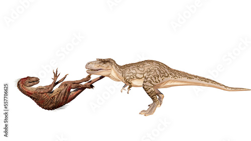 Dinosaur albertosaurus vs Indoraptor roaring, fighting isolated on blank background PNG ultra high resolution