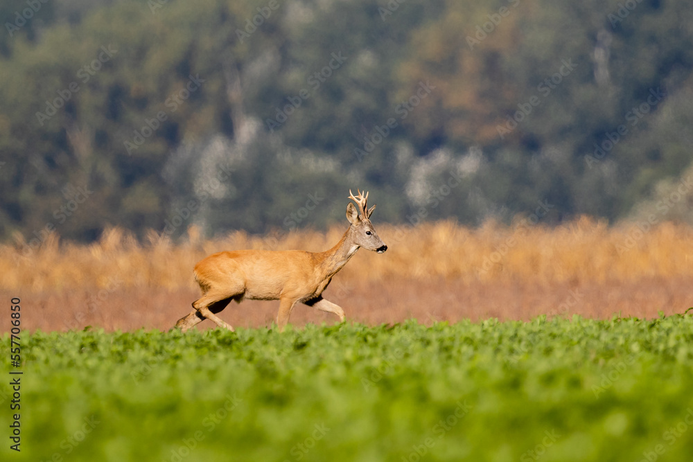Roe Deer Roe Deer