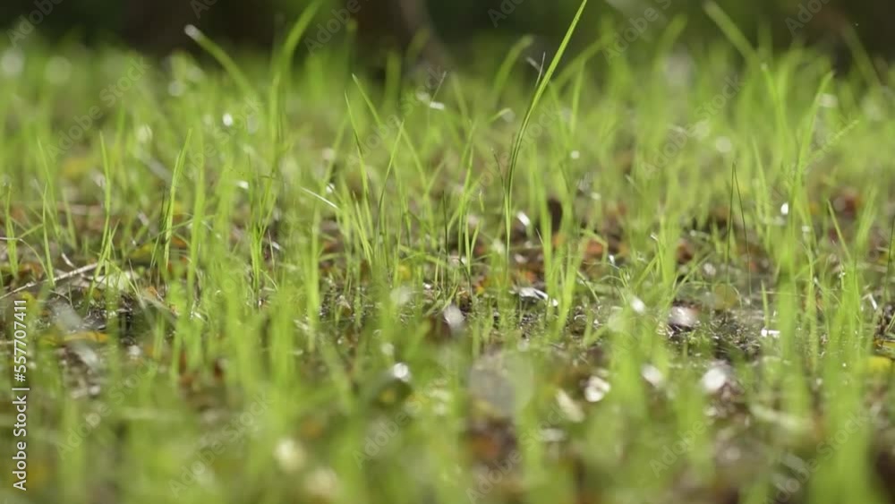 Green grass field macro close-up on brown soil with the evening light. Grass swaying in the wind. Green grass for a fast-cutting video of nature around the world. Green grass field macro close-up on brown soil with the evening light. Grass swaying in the wind. Green grass for a fast-cutting video of nature around the world.