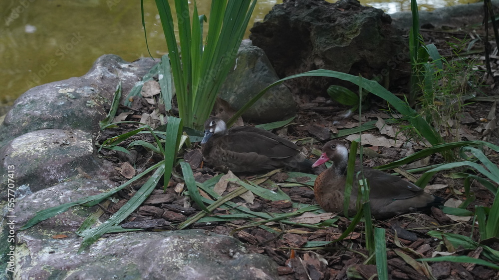 Obraz premium Brazilian teal|Anseriformes|Anatidae|Amazonetta brasiliensis|巴西鴨