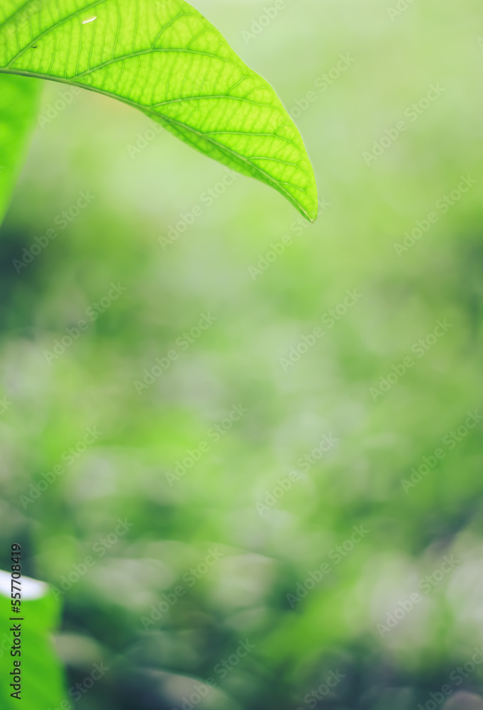 Natural background in the form of green leaves with a blurred background. Natural background in the form of green leaves with a blurred background.