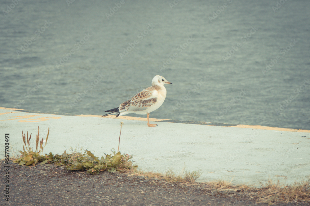 Fototapeta premium Seagull on concrete wall in baltic port