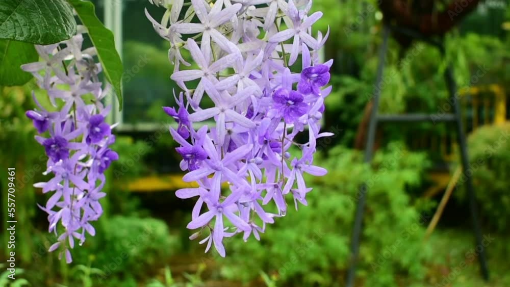 Flowers and leaves That is natural Beautiful in the garden Looked fresh Flowers and leaves That is natural Beautiful in the garden Looked fresh