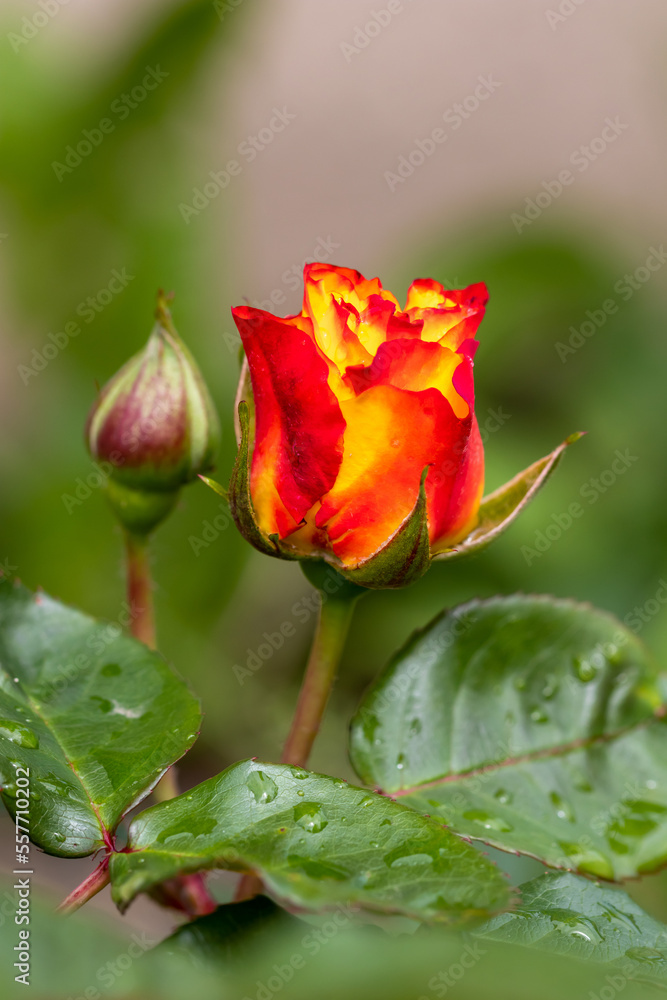 Blooming very bright two-tone Samba rose, petals fading from bright orange to yellow Blooming very bright two-tone Samba rose, petals fading from bright orange to yellow