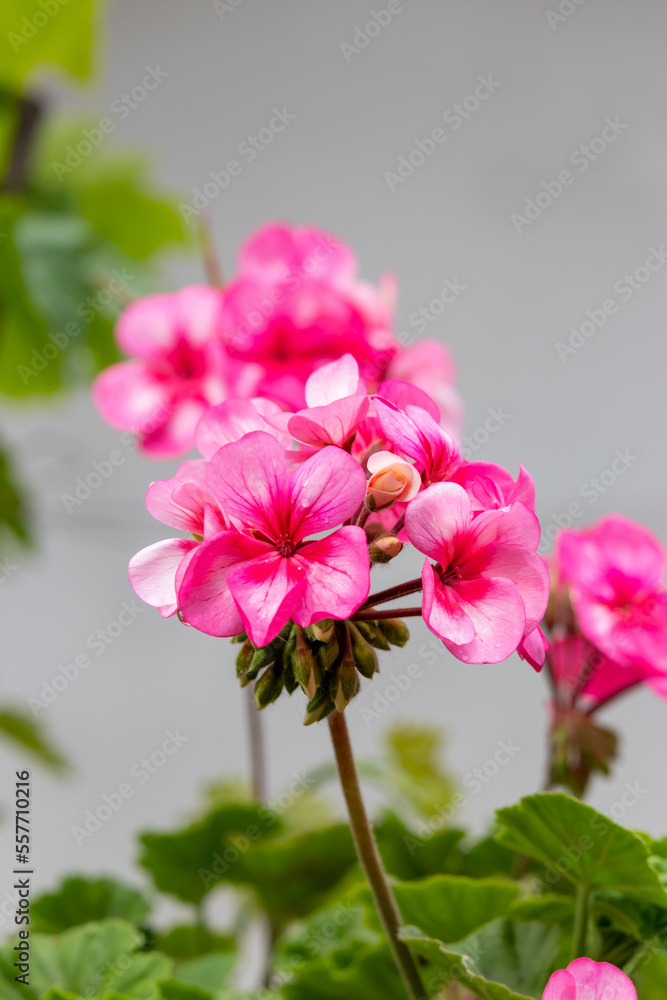 Delicate petals of pink geranium with drops after rain, floral background