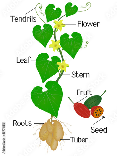 Parts of tladianta dubious plant on a white background.