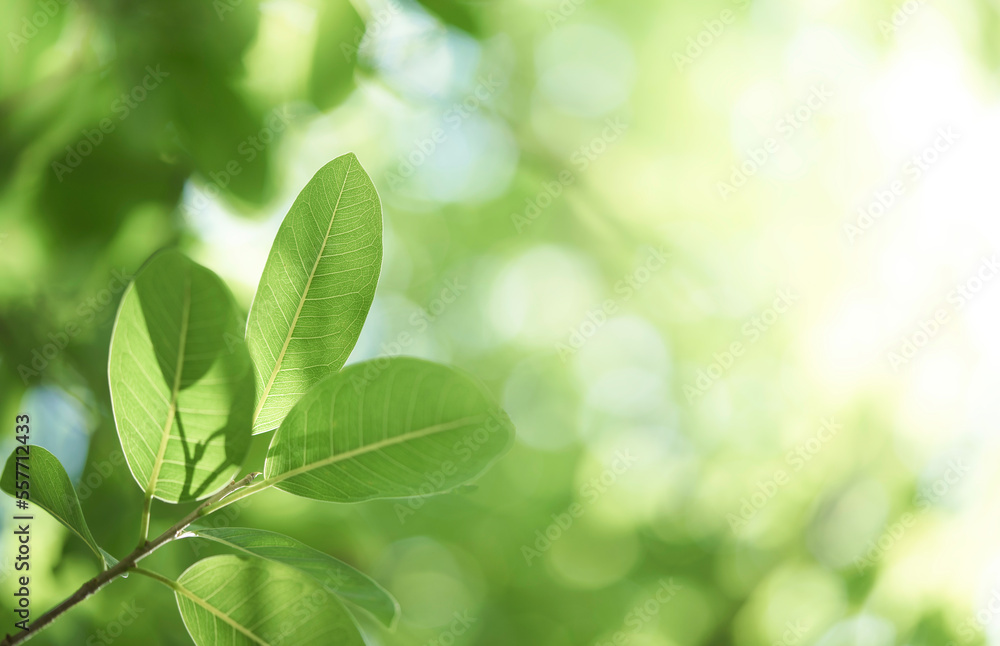 Closeup beautiful view of nature green leaf on greenery blurred background with sunlight and copy space. It is use for natural ecology summer background and fresh wallpaper concept. Closeup beautiful view of nature green leaf on greenery blurred background with sunlight and copy space. It is use for natural ecology summer background and fresh wallpaper concept.