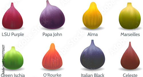 Fig varieties in cartoon realistic style