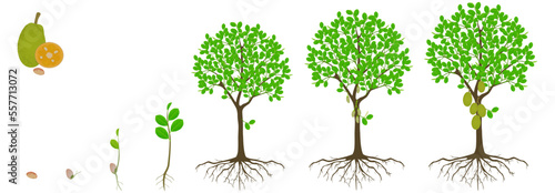 Cycle of growth of jackfruit tree on a white background.