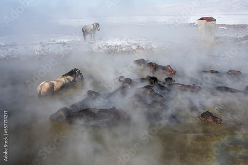 Animals are taking bath with boys at geothermal pool in Bitlis Province of Turkey