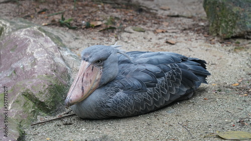 シュービル・ストーク（Shoe-billed stork）は、熱帯の東アフリカ、特にウガンダ、ザンビア、タンザニアの湿地や沼地に生息する注目すべき鳥です。その最も顕著な特徴は、間違いなく巨大で靴の形をしたくちばしで、これは鳥類界で際立ったものです。このくちばしは、独特の狩猟技術に完璧に適応しています。

水辺の端に静かに立っている辛抱強い釣り人を想像してください。シュービル・ストークは、まさにこの photo