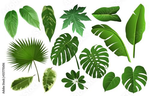 Fern leaf  banana palm and monstera realistic leaves. Hawaii tropical green tree foliage  jungle with philodendron  exotic plants. Decorative botany elements. Vector 3d isolated illustration