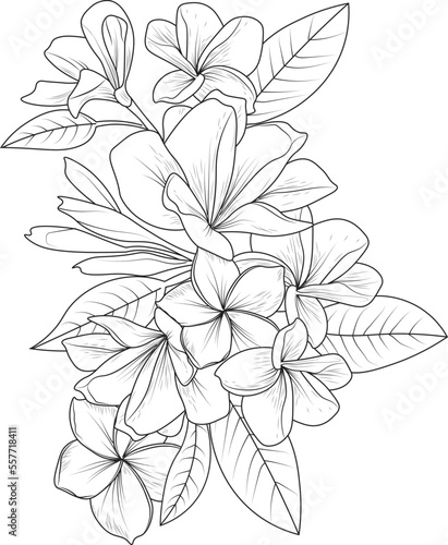 Bouquet of frangipani flower hand drawn pencil sketch coloring page and book for adults isolated on white background floral element simplicity  embellishment  tattooing  illustration ink art.