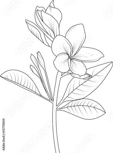 Frangipani line art, floral vector illustration, vintage engraved style flowers with plumeria isolated on white background, hand-drawn botanical flower.