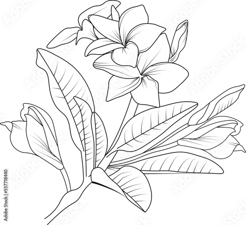 Sketch of frangipani flower illustration hand-drawn botanical leaf buds isolated on white, spring flower and ink art style, botanical garden element.
